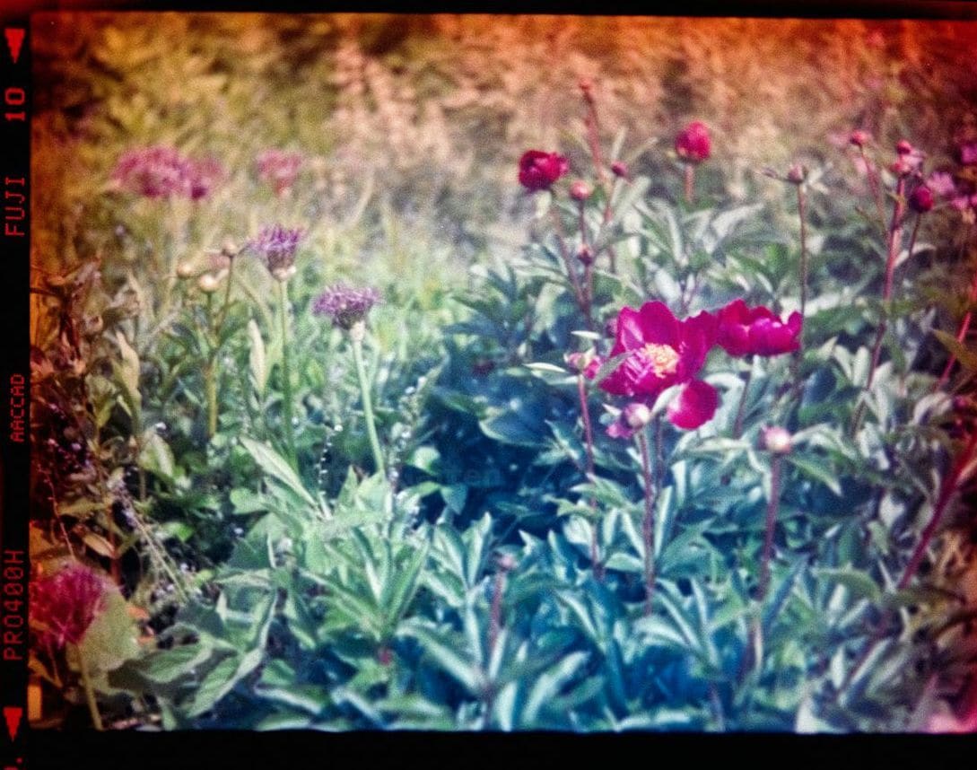 AlpenGarten 2